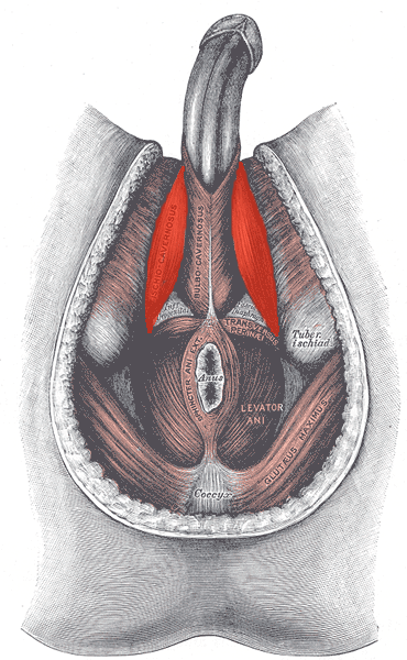 Drawing highlighting the male Ischiocavernosus muscle.