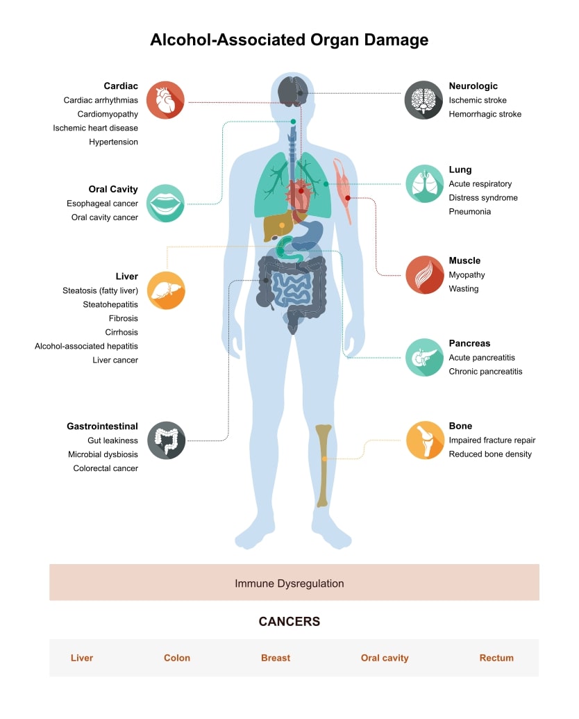 What Alcohol Does to Your Body, Brain & Health | Jumyo