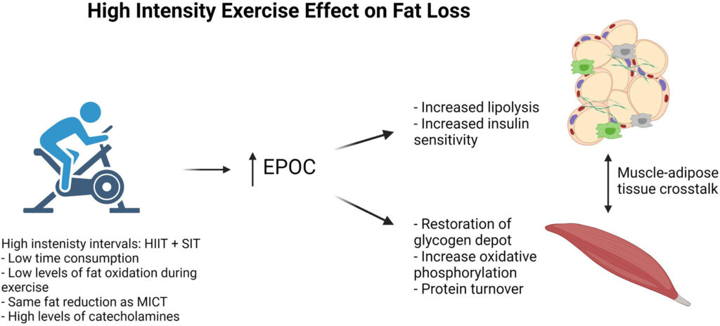 fat loss methods