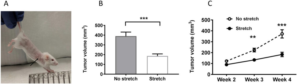 Stretching inhibits mammary tumor growth: (A) Stretching method. Arrow indicates location of tumor. (B) tumor volume (mean ± SE) at euthanasia. (C) Tumor growth from week